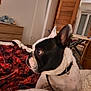 dog, french_bulldog, pet, bedroom, blanket, bed, collar, furniture, indoors, curious, side_view, polka_dot, red, white, black, ears, snout, domestic_animal, canine, resting