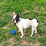 Maya participe au concours pour gagner de l'argent avec cette photo : dog, french_bulldog, grass, outdoor, pet, animal, white, black, ball, play, collar, standing, cute, small_dog, green, nature, daylight, fur, ears, leash