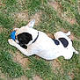 dog, white_dog, black_spots, grass, outdoor, playful, toy, ball, chewing, pet, animal, collar, nature, lying_down, daytime, patchy_grass, fun, canine, summer, relaxed