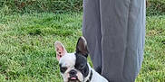 Maya a rejoint le concours — aidez-le/la à gagner de superbes lots ! animal, black_and_white, canine, collar, companion, cute, dog, dog_bed, fence, french_bulldog, grass, nature, outdoor, pants, person, pet, pet_bed, resting, sitting, tongue_out
