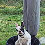 Maya a rejoint le concours — aidez-le/la à gagner de superbes lots ! dog, french_bulldog, pet, outdoor, grass, fence, dog_bed, black_and_white, tongue_out, person, pants, canine, animal, sitting, collar, cute, pet_bed, resting, nature, companion