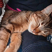 Minie participe au concours pour gagner de l'argent avec cette photo : cat, tabby, sleeping, resting, fur, whiskers, animal, pet, cozy, blanket, comfort, indoor, closeup, relaxation, cute, domestic, warm, snuggling, peaceful, nap