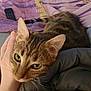 cat, tabby_cat, hand, bed, blanket, purple_blanket, pet, whiskers, sleepy, close_up, indoor, cozy, feline, domestic_animal, fur, green_eyes, resting, comfort, human_hand, soft_texture