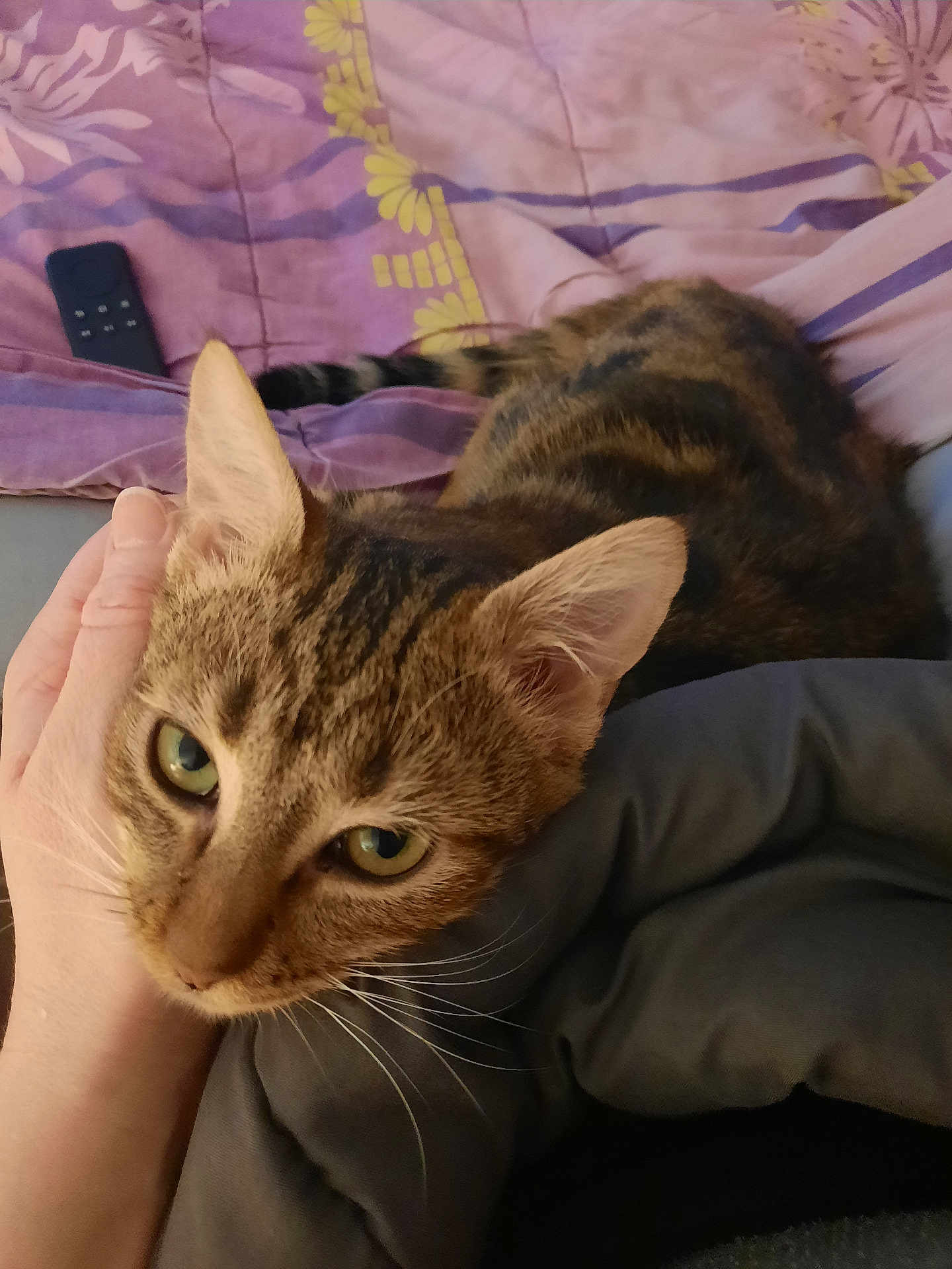 Minie a rejoint le concours — aidez-le/la à gagner de superbes lots ! cat, tabby_cat, hand, bed, blanket, purple_blanket, pet, whiskers, sleepy, close_up, indoor, cozy, feline, domestic_animal, fur, green_eyes, resting, comfort, human_hand, soft_texture