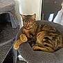 Minie a rejoint le concours — aidez-le/la à gagner de superbes lots ! cat, tabby_cat, pet, animal, feline, indoor, cat_bed, cat_tree, fur, whiskers, relaxed, resting, cozy, soft, curled_up, ears, eyes, paws, home, floor