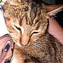 Minie a rejoint le concours — aidez-le/la à gagner de superbes lots ! cat, tabby, close_up, blurry, animal, pet, whiskers, fur, ear, resting, indoor, fabric, pattern, cartoon, colorful, soft, cute, domestic_animal, feline, sleepy