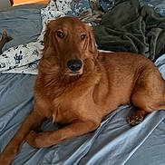 Jordan is registered to the contest to win money with this photo: dog, golden_retriever, bed, blanket, blue_sheet, toy, bone_toy, indoor, pet, canine, fur, lying_down, relaxed, cozy, domestic, animal, home, comfort, resting, brown_fur