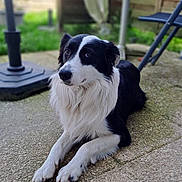 Fidjy participe au concours pour gagner de l'argent avec cette photo : dog, border_collie, black_and_white, outdoor, patio, garden, fence, relaxed, animal, pet, fur, canine, laying_down, background_blur, daylight, sidewalk, chair, table, calm, watchful