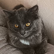 Blue participe au concours pour gagner de l'argent avec cette photo : cat, gray_cat, fluffy, fur, amber_eyes, pet, animal, portrait, close_up, sitting, lying_down, paws, whiskers, ears, couch, upholstery, indoors, wall, centered, relaxed