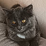 cat, gray_cat, fluffy, fur, amber_eyes, pet, animal, portrait, close_up, sitting, lying_down, paws, whiskers, ears, couch, upholstery, indoors, wall, centered, relaxed