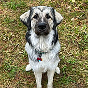 Nuka joined the competition — help win amazing prizes! dog, animal, pet, outdoor, grass, collar, tag, fur, sitting, nature, canine, mammal, portrait, looking, ears, nose, eyes, ground, daylight, closeup