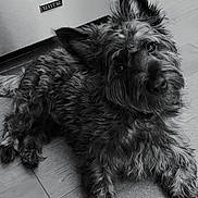 Einstein joined the competition — help win amazing prizes! dog, pet, curious, black_and_white, fur, ears, floor, wooden_floor, indoor, appliance, maytag, canine, animal, laying_down, portrait, cute, domestic, fur_texture, head_tilt, eyes