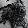 dog, pet, curious, black_and_white, fur, ears, floor, wooden_floor, indoor, appliance, maytag, canine, animal, laying_down, portrait, cute, domestic, fur_texture, head_tilt, eyes