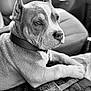 dog, pet, animal, black_and_white, indoor, car_interior, blanket, collar, seated, close_up, portrait, ears_up, calm, texture, monochrome, resting, canine, vehicle, side_view, focus
