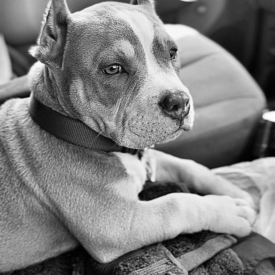 Genesis is registered to the contest to win money with this photo: animal, black_and_white, blanket, calm, canine, car_interior, close_up, collar, dog, ears_up, focus, indoor, monochrome, pet, portrait, resting, seated, side_view, texture, vehicle