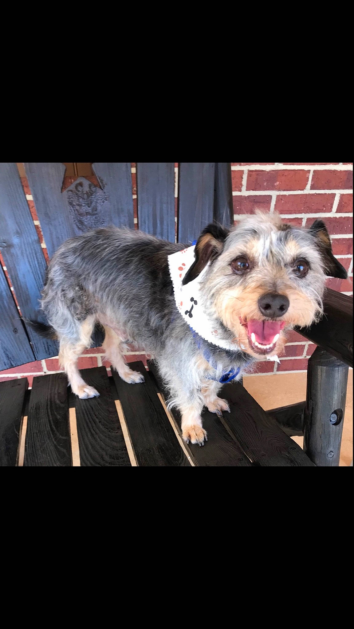 Charlie Brown joined the competition — help win amazing prizes! canidae, carnivore, collar, companion_dog, dog, dog_breed, fur, paw, puppy, small_terrier, sporting_group, terrier, toy_dog, vertebrate, whiskers, working_animal