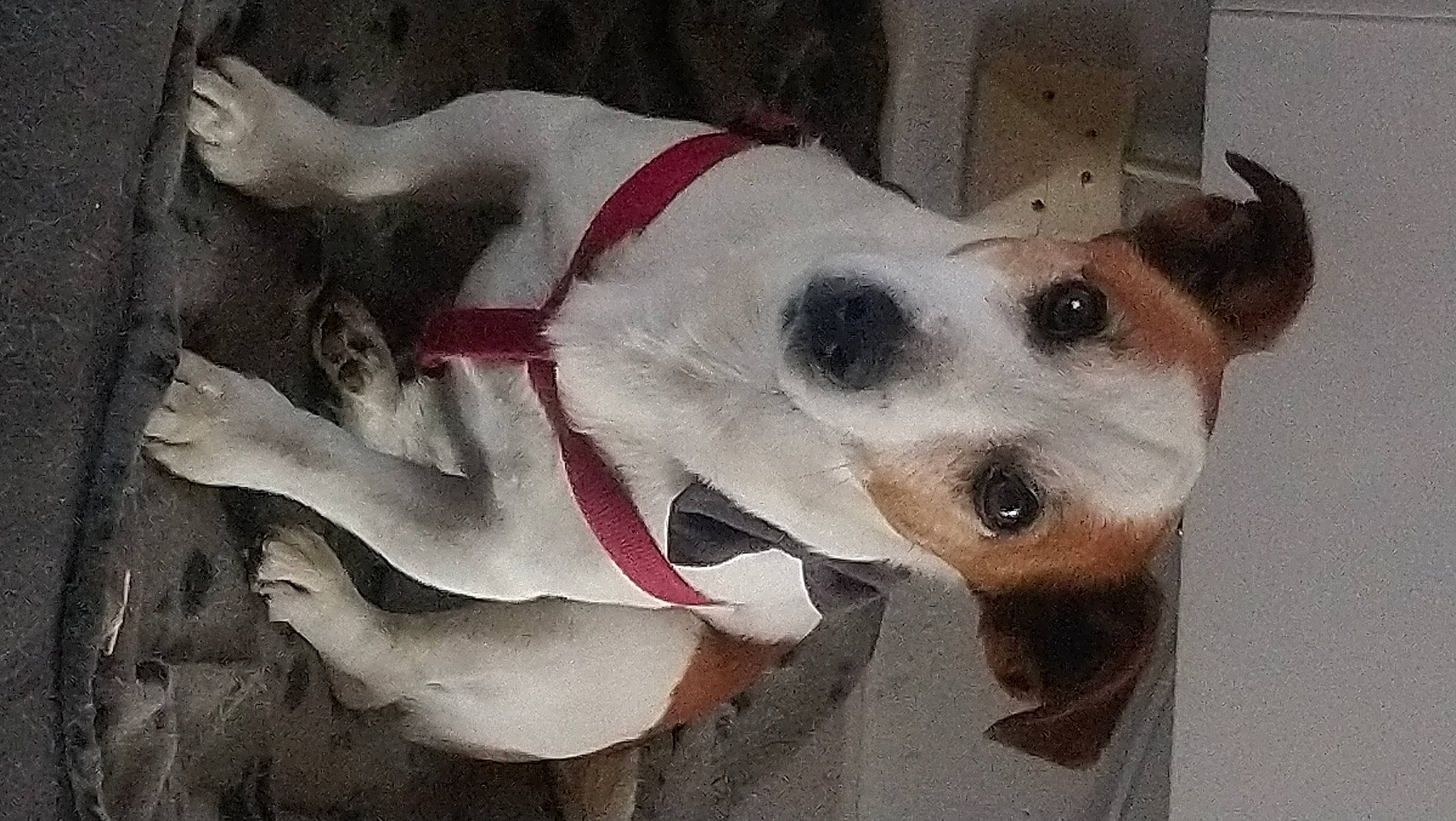 Garry a rejoint le concours — aidez-le/la à gagner de superbes lots ! brazilian_terrier, canidae, carnivore, companion_dog, danish_swedish_farmdog, dog, dog_breed, ear, feist, fox_terrier, jack_russell_terrier, mammal, miniature_fox_terrier, parson_russell_terrier, rat_terrier, russell_terrier, snout, terrier