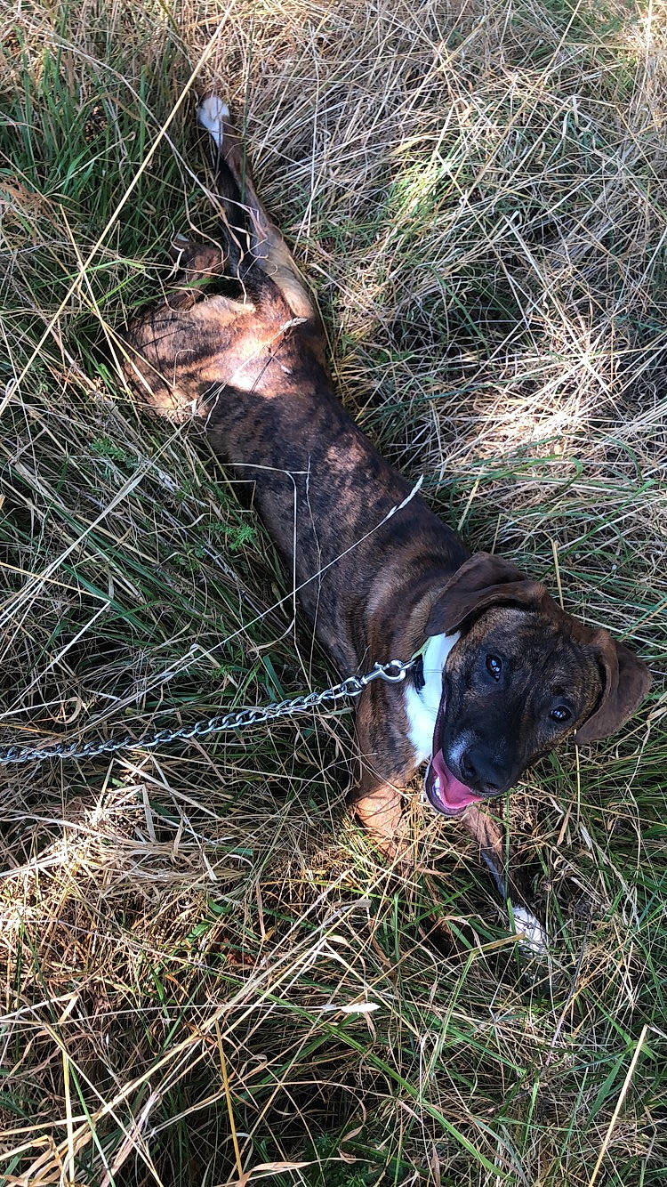 Youky participe au concours pour gagner de l'argent avec cette photo : canidae, carnivore, dog, dog_breed, fawn, grass, hunting_dog, mountain_cur, plott_hound, sporting_group