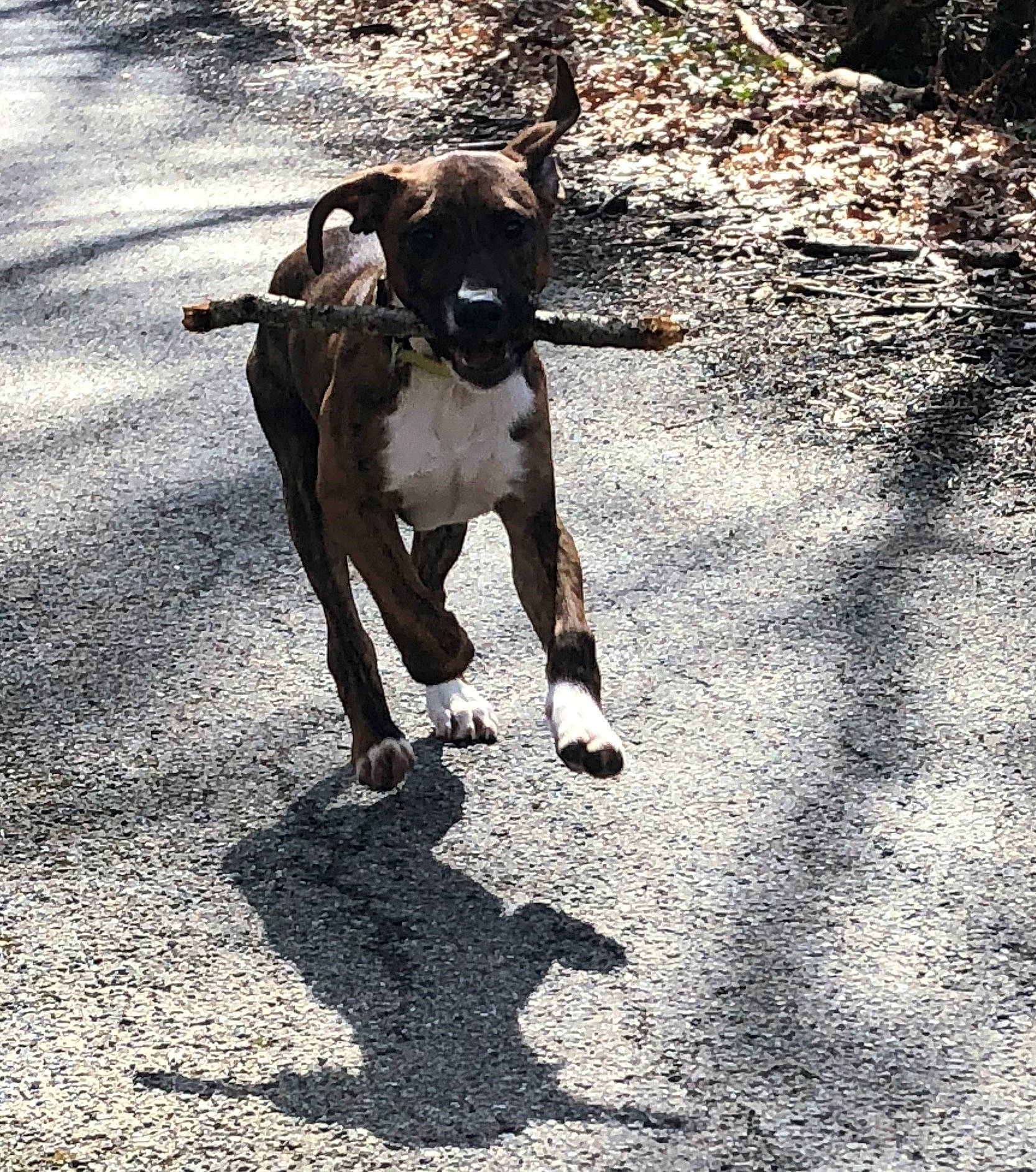 Youky a rejoint le concours — aidez-le/la à gagner de superbes lots ! boxer, canidae, carnivore, dog, dog_breed, dog_walking, fawn, leash, non_sporting_group, shadow, snout, sporting_group, tail