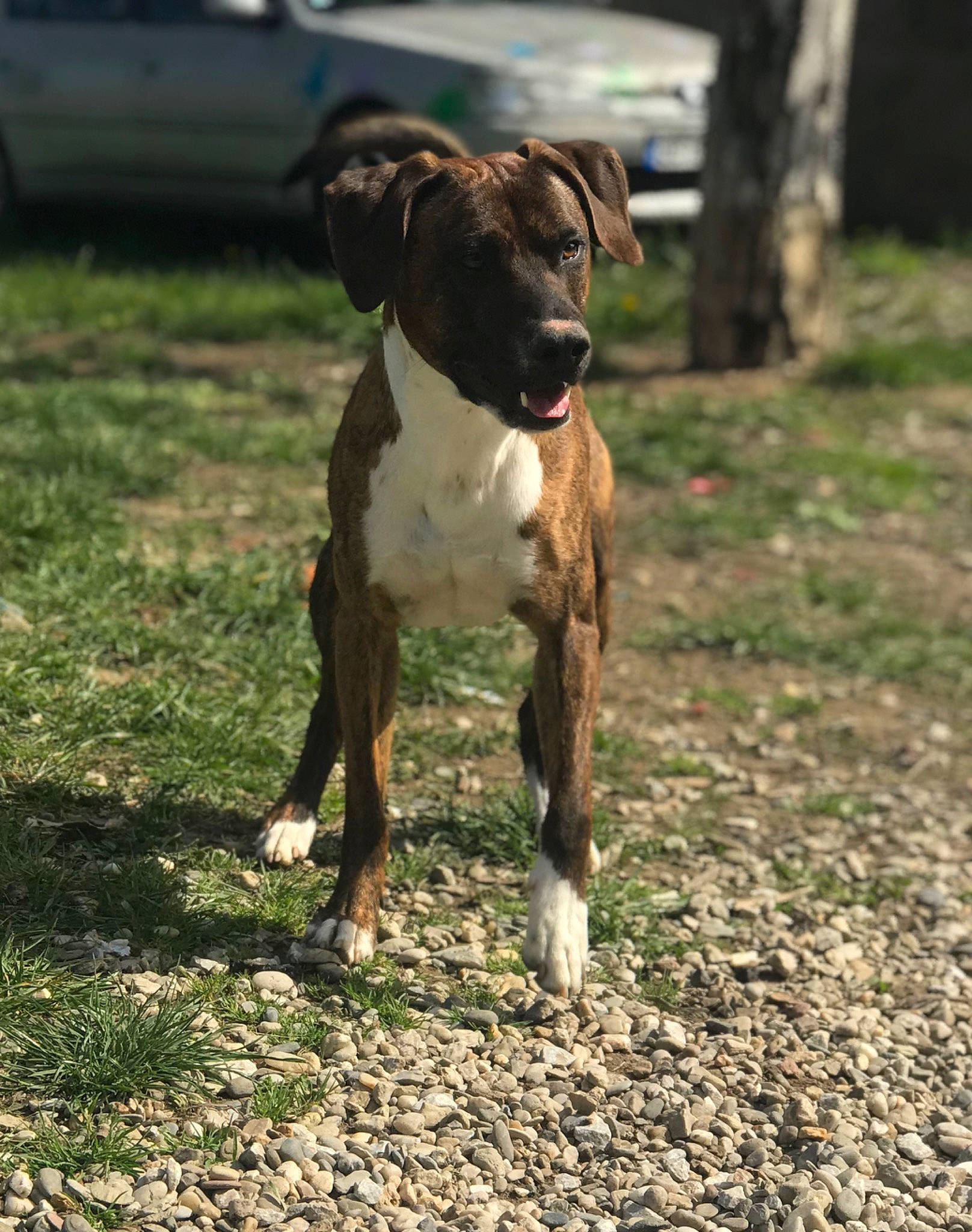 Youky participe au concours pour gagner de l'argent avec cette photo : canidae, carnivore, dog, dog_breed, hunting_dog, mammal, non_sporting_group, rare_breed_dog, sporting_group, vertebrate