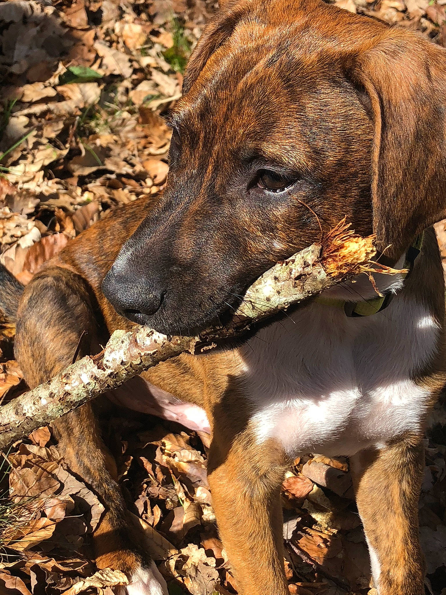 Youky a rejoint le concours — aidez-le/la à gagner de superbes lots ! alano_espanol, alaunt, canidae, carnivore, catahoula_bulldog, dog, dog_breed, fawn, louisiana_catahoula_leopard_dog, mammal, mountain_cur, non_sporting_group, plant, plott_hound, snout, treeing_tennessee_brindle, vertebrate, whiskers