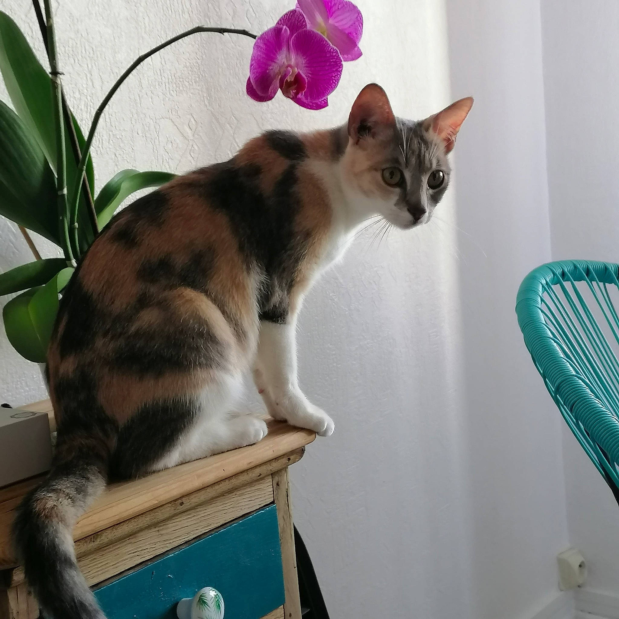 Mallow participe au concours pour gagner de l'argent avec cette photo : carnivore, cat, cat_supply, domestic_short_haired_cat, felidae, flower, flowering_plant, flowerpot, fur, houseplant, mammal, paw, pet_supply, petal, plant, room, small_to_medium_sized_cats, tail, vertebrate, whiskers