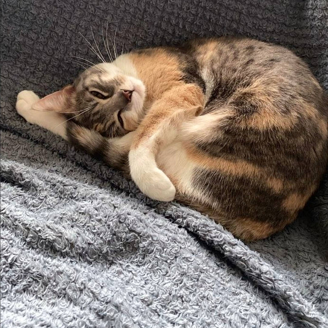 Mallow participe au concours pour gagner de l'argent avec cette photo : carnivore, cat, claw, comfort, domestic_short_haired_cat, fawn, felidae, flooring, fur, grass, grey, linens, nap, paw, small_to_medium_sized_cats, snout, tail, terrestrial_animal, whiskers, wood