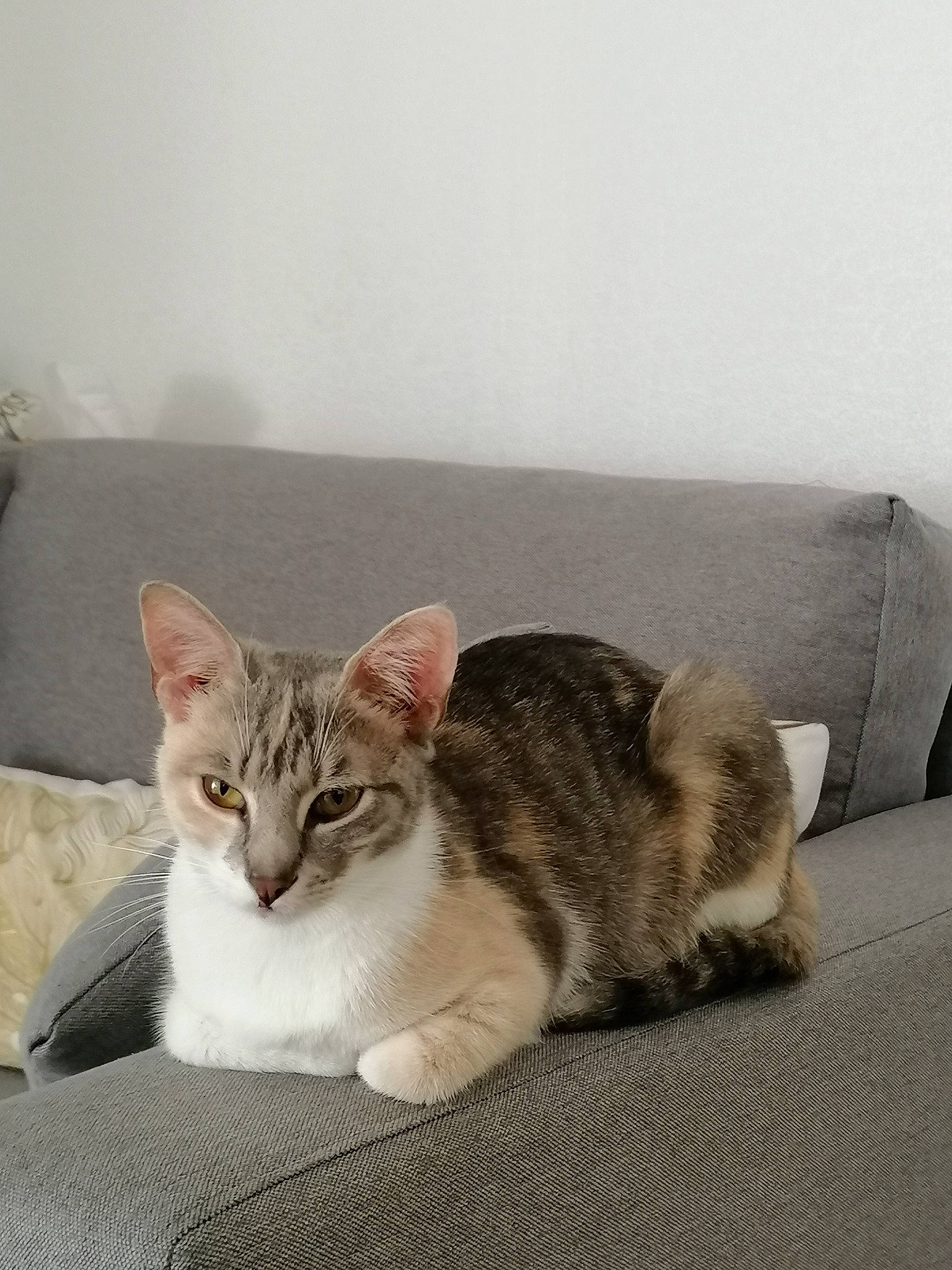 Mallow participe au concours pour gagner de l'argent avec cette photo : carnivore, cat, claw, comfort, couch, domestic_short_haired_cat, felidae, fur, grey, nap, paw, sitting, small_to_medium_sized_cats, snout, tail, tree, whiskers, window, wood