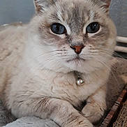 Dimy participe au concours pour gagner de l'argent avec cette photo : aegean_cat, asian, asian_semi_longhair, british_longhair, british_semi_longhair, burmilla, carnivore, cat, domestic_long_haired_cat, domestic_short_haired_cat, eye, felidae, kitten, mammal, ojos_azules, siberian, small_to_medium_sized_cats, snout, vertebrate, whiskers