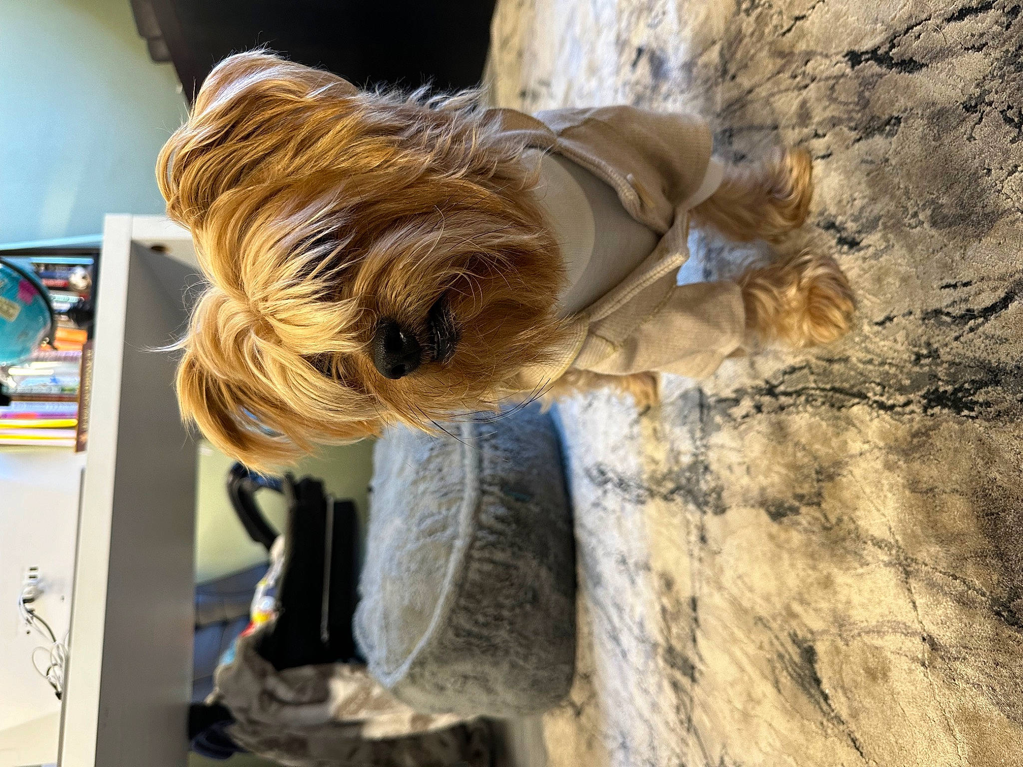 Mimi is registered to the contest to win money with this photo: canidae, carnivore, collar, companion_dog, dog, dog_breed, dog_clothes, dog_collar, dog_supply, fawn, fur, leash, liver, pet_supply, small_terrier, soil, sporting_group, terrier, wood, working_animal