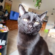 Ragnar participe au concours pour gagner de l'argent avec cette photo : black_cat, cat, pet, indoor, animal, feline, close_up, yellow_eyes, fur, whiskers, ears, portrait, domestic_cat, living_room, blurred_background, cute, curious, sitting, mammal, household