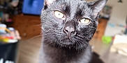 Ragnar participe au concours pour gagner de l'argent avec cette photo : animal, black_cat, blurred_background, cat, close_up, curious, cute, domestic_cat, ears, feline, fur, household, indoor, living_room, mammal, pet, portrait, sitting, whiskers, yellow_eyes