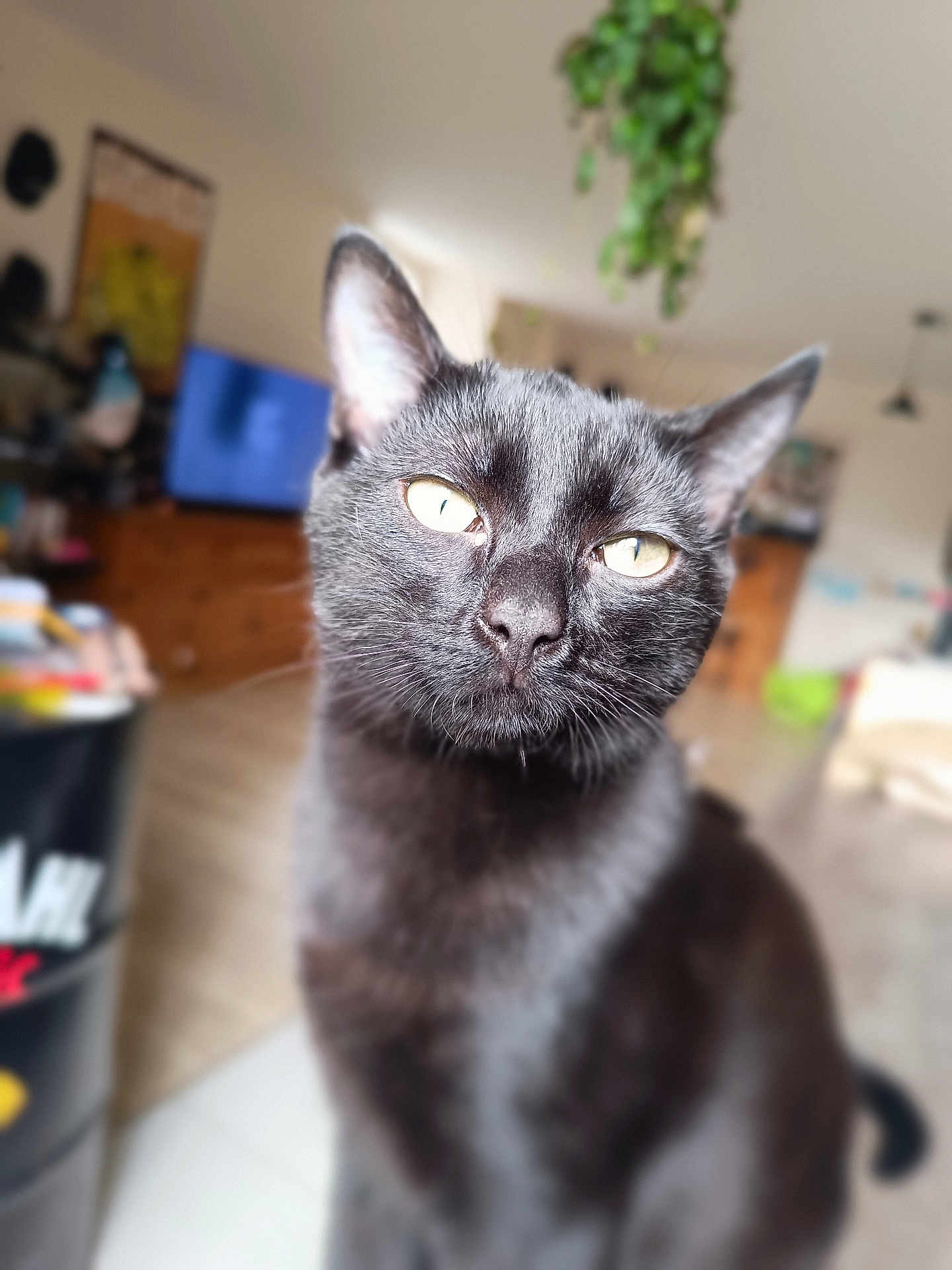 Ragnar participe au concours pour gagner de l'argent avec cette photo : black_cat, cat, pet, indoor, animal, feline, close_up, yellow_eyes, fur, whiskers, ears, portrait, domestic_cat, living_room, blurred_background, cute, curious, sitting, mammal, household