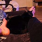 Ragnar participe au concours pour gagner de l'argent avec cette photo : animal, black_cat, blanket, cat, chair, cozy, feet, floor, furniture, home, human, indoor, leg, leopard_print, paw, person, pet, relaxing, resting, soft_lighting