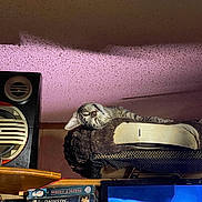 Wheezer joined the competition — help win amazing prizes! animal, cat, cat_perch, clutter, electronics, furniture, indoor, living_room, media, pet, relaxed, retro, screen, sleepy, speaker, stack, tabby_cat, television, vhs_tapes, wooden_shelf