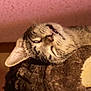 Wheezer joined the competition — help win amazing prizes! animal, brown, cat, closeup, cozy, cute, ear, face, feline, fur, indoor, mouth, pet, pink_background, relaxed, resting, sleepy, tabby, texture, whiskers