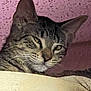 Wheezer is registered to the contest to win money with this photo: animal, cat, close_up, curious, domestic, ears, eyes, face, feline, fur, indoor, looking, mammal, nose, pet, pink_wall, portrait, tabby, texture, whiskers