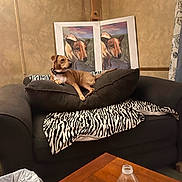 Wolf joined the competition — help win amazing prizes! dog, couch, blanket, pillow, painting, living_room, table, water_bottle, trash_can, brown_dog, zebra_pattern, wall, artwork, pet, indoor, furniture, relaxing, domestic, cozy, resting