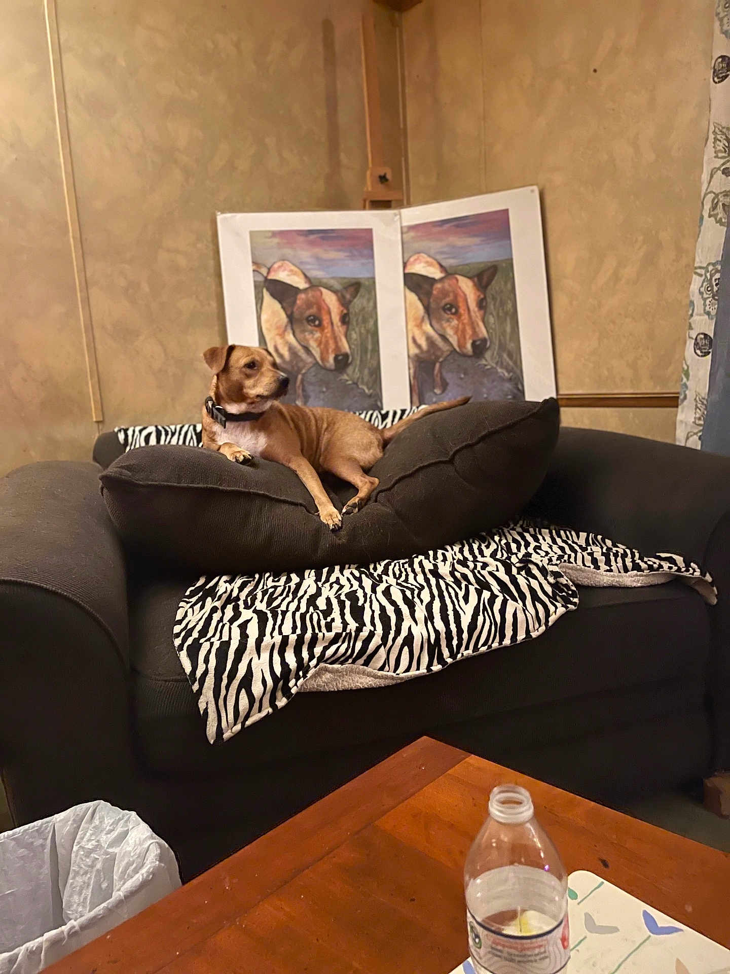 Wolf joined the competition — help win amazing prizes! dog, couch, blanket, pillow, painting, living_room, table, water_bottle, trash_can, brown_dog, zebra_pattern, wall, artwork, pet, indoor, furniture, relaxing, domestic, cozy, resting