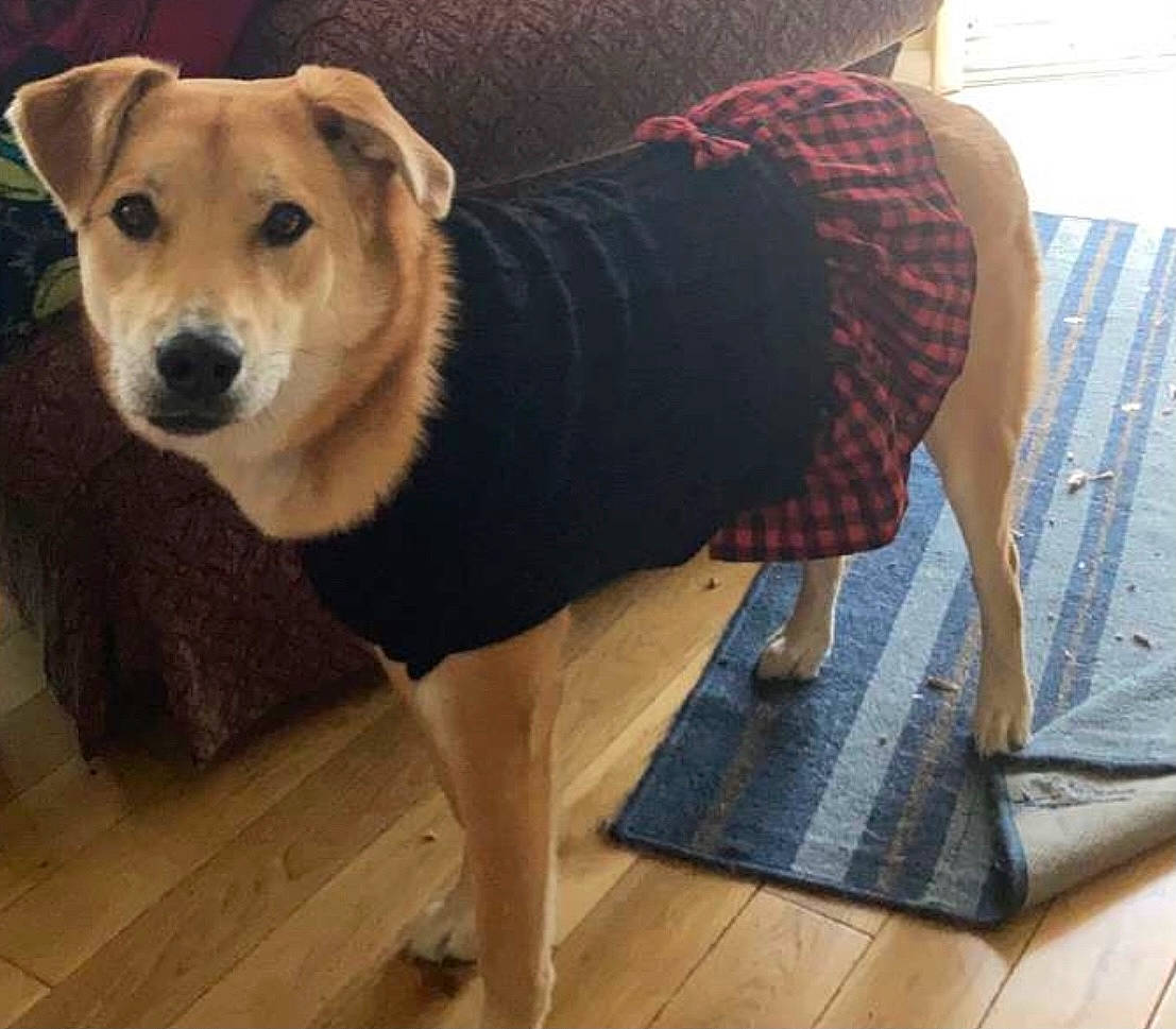 Millie Mae is registered to the contest to win money with this photo: canidae, carnivore, collar, dog, dog_breed, dog_supply, floor, flooring, hardwood, laminate_flooring, mat, pet_supply, snout, sporting_group, textile, tile, wood, wood_flooring, wood_stain, working_animal