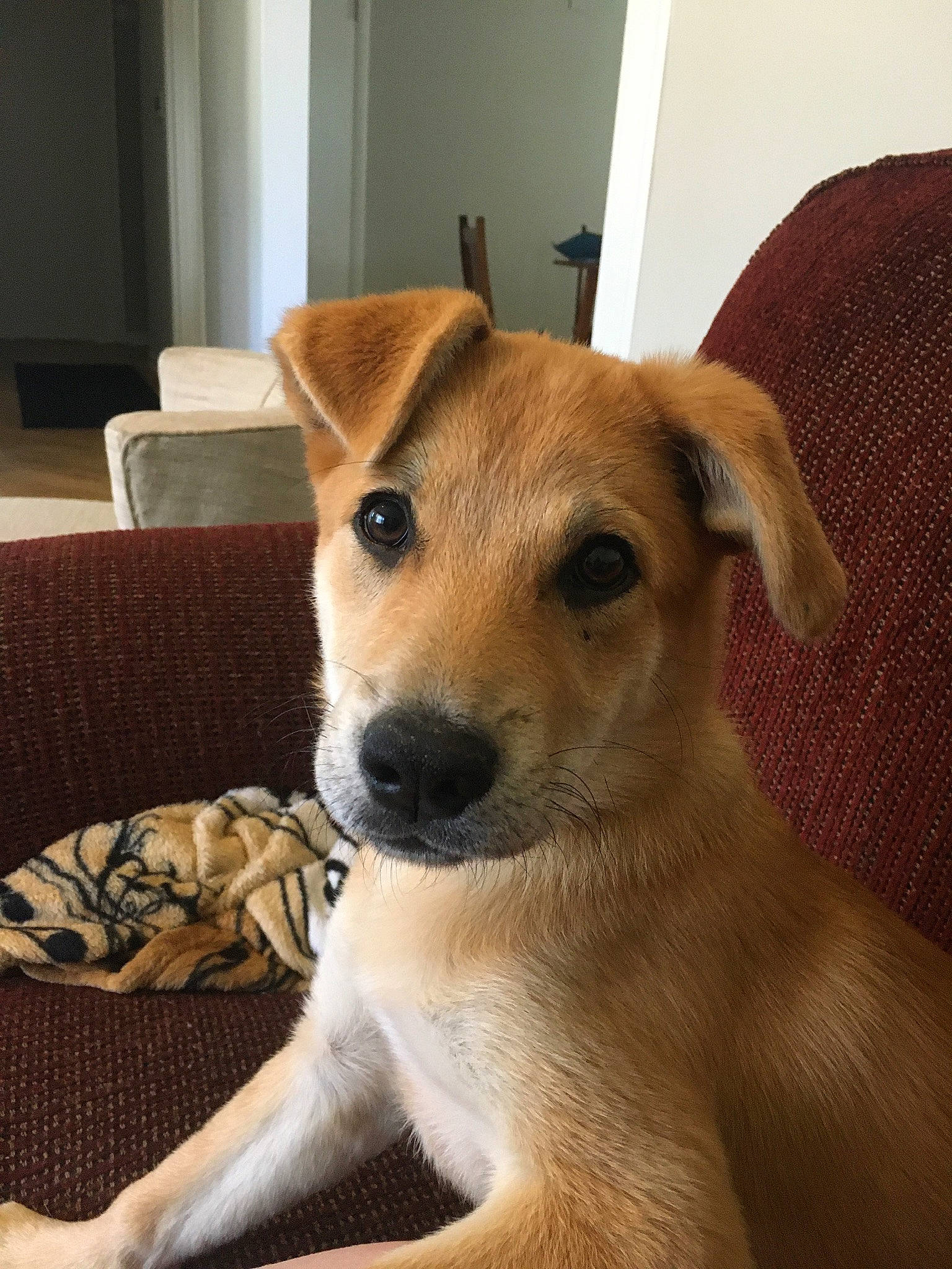 Millie Mae joined the competition — help win amazing prizes! canidae, carnivore, companion_dog, couch, dog, dog_breed, dog_supply, fawn, home_accessories, living_room, pet_supply, pillow, slipcover, snout, sporting_group, throw_pillow, whiskers, working_animal, working_dog