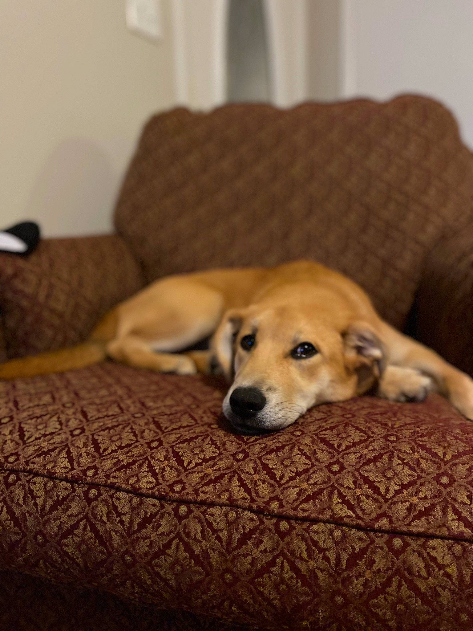 Millie Mae is registered to the contest to win money with this photo: canidae, carnivore, comfort, companion_dog, couch, dog, dog_breed, dog_supply, fawn, home, home_accessories, interior_design, living_room, mammal, pet_supply, room, snout, tan, working_animal