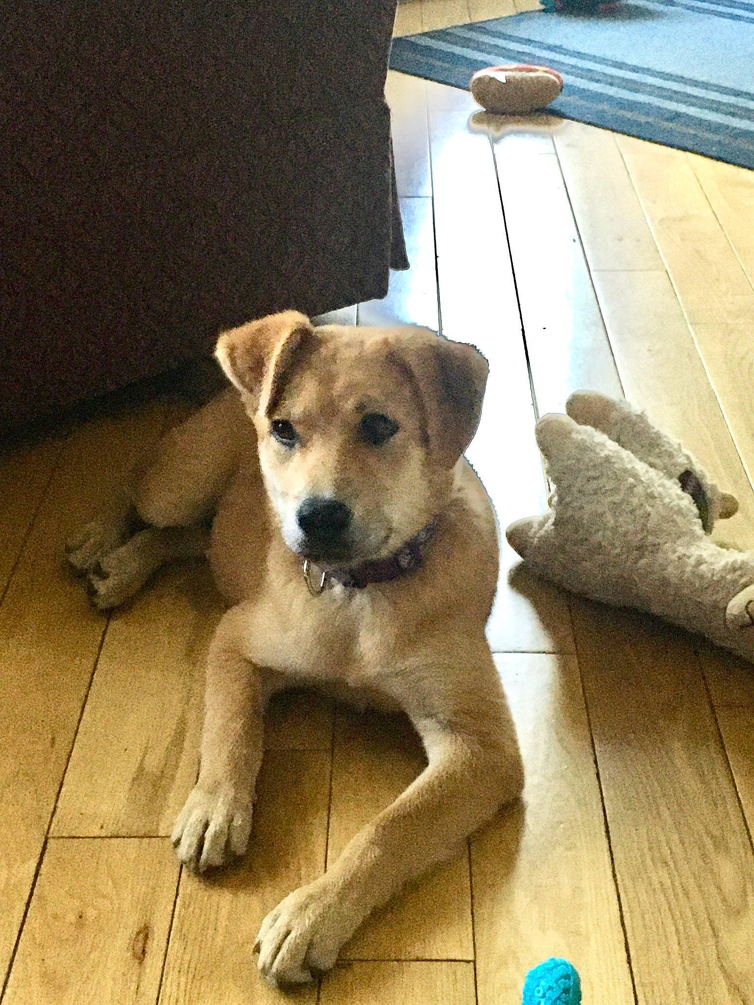 Millie Mae is registered to the contest to win money with this photo: beige, canidae, carnivore, collar, companion_dog, dog, dog_breed, fawn, floor, flooring, hardwood, laminate_flooring, mammal, pet_supply, puppy, snout, sporting_group, wood, wood_flooring, working_animal