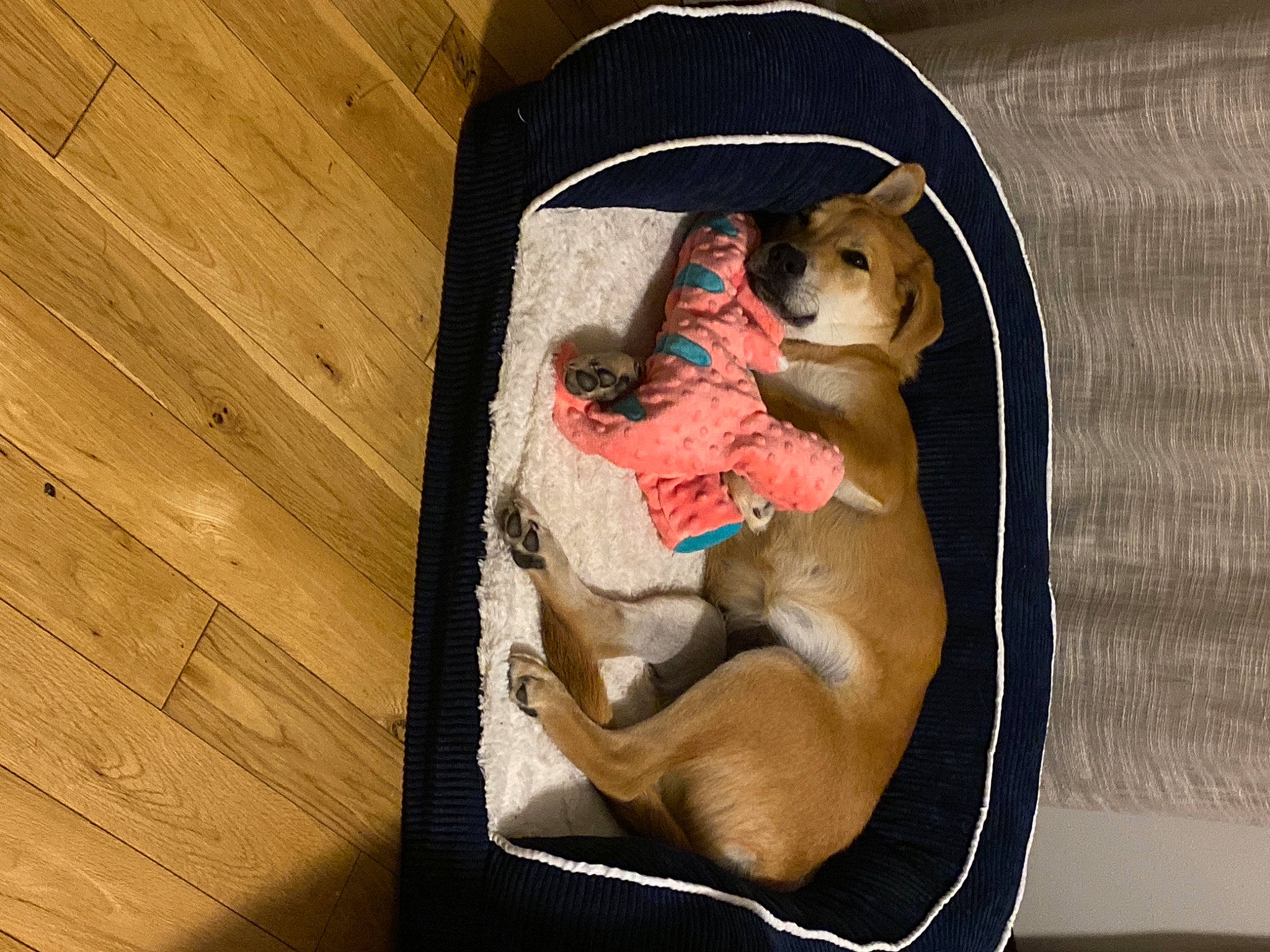 Millie Mae joined the competition — help win amazing prizes! canidae, carnivore, comfort, companion_dog, dog, dog_bed, dog_breed, dog_supply, fawn, hardwood, laminate_flooring, liver, pet_supply, sporting_group, stuffed_toy, teddy_bear, toy, wood, wood_flooring, wood_stain