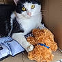 cat, black_and_white, yellow_eyes, teddy_bear, orange, blue_ribbon, cardboard_box, soft_fabric, cute, pet, animal, feline, whiskers, paws, indoor, cozy, relaxed, toy, close_up, resting