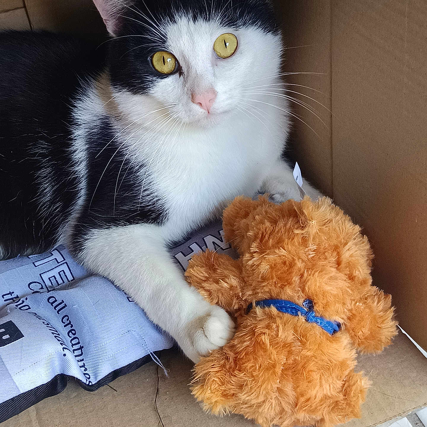 Vagabundo participe au concours pour gagner de l'argent avec cette photo : animal, black_and_white, blue_ribbon, cardboard_box, cat, close_up, cozy, cute, feline, indoor, orange, paws, pet, relaxed, resting, soft_fabric, teddy_bear, toy, whiskers, yellow_eyes