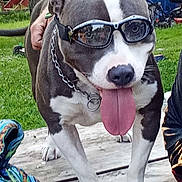 Rocky joined the competition — help win amazing prizes! dog, pit_bull, sunglasses, tongue, outdoor, backyard, grass, wooden_deck, pet, collar, chain_collar, black_and_white, gray_fur, white_fur, standing, portrait, funny, summer, human_hand, camping_gear