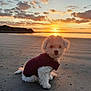 dog, puppy, beach, sunset, clouds, water, sand, jacket, outdoor, nature, sun, sky, reflection, animal, pet, fur, quiet, scenic, cozy, landscape