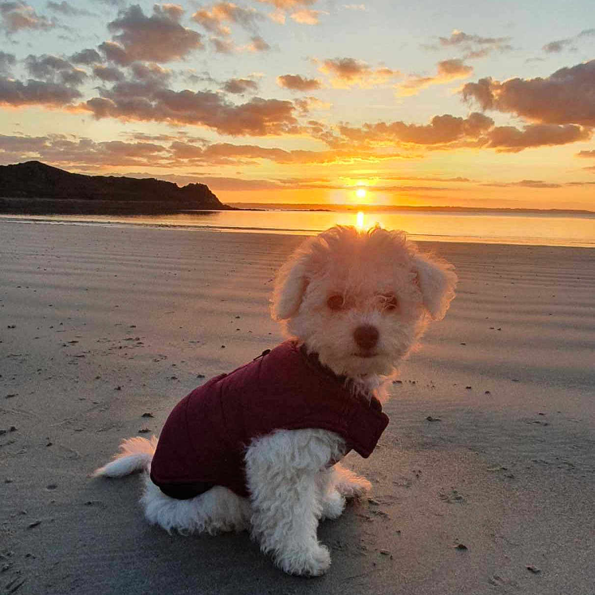 Titeuf a rejoint le concours — aidez-le/la à gagner de superbes lots ! animal, beach, clouds, cozy, dog, fur, jacket, landscape, nature, outdoor, pet, puppy, quiet, reflection, sand, scenic, sky, sun, sunset, water