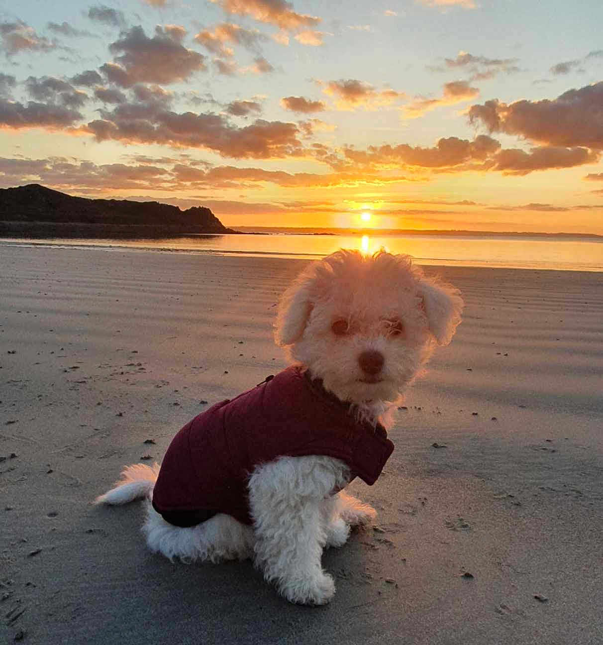 Titeuf a rejoint le concours — aidez-le/la à gagner de superbes lots ! dog, puppy, beach, sunset, clouds, water, sand, jacket, outdoor, nature, sun, sky, reflection, animal, pet, fur, quiet, scenic, cozy, landscape